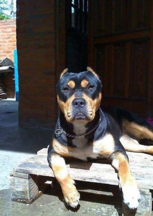 罗威纳剪耳效果法国狼犬剪耳和不剪耳对比拳师犬剪耳和不剪耳对比