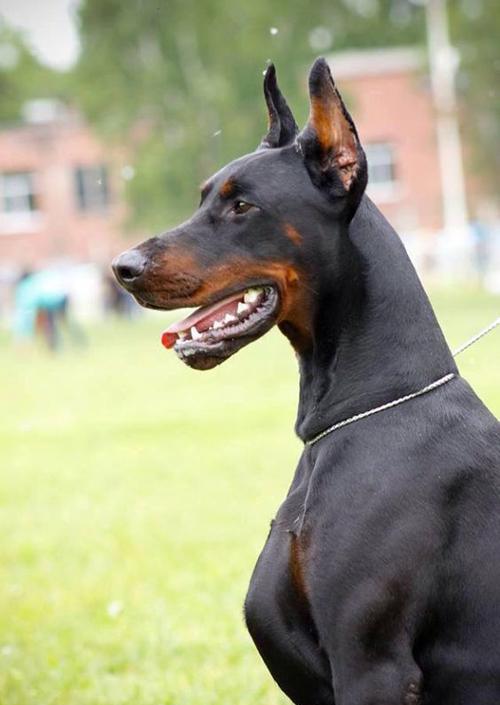美国人喜欢把别人的变成自己的,盘点那些培育得很好的犬种|可卡犬|犬种|杜宾犬_新浪新闻