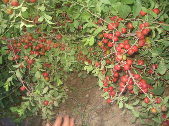 这种长得像"樱桃"的野果,农民称它为"钙果",能治便秘和脚气|欧李|钙果