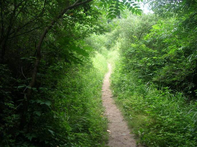 绿阴不减来时路添得黄鹂四五声