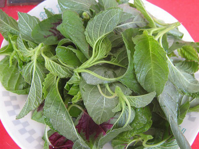 农村一种会"流血"的野菜,入口甘香,铁和钙的含量均高于菠菜