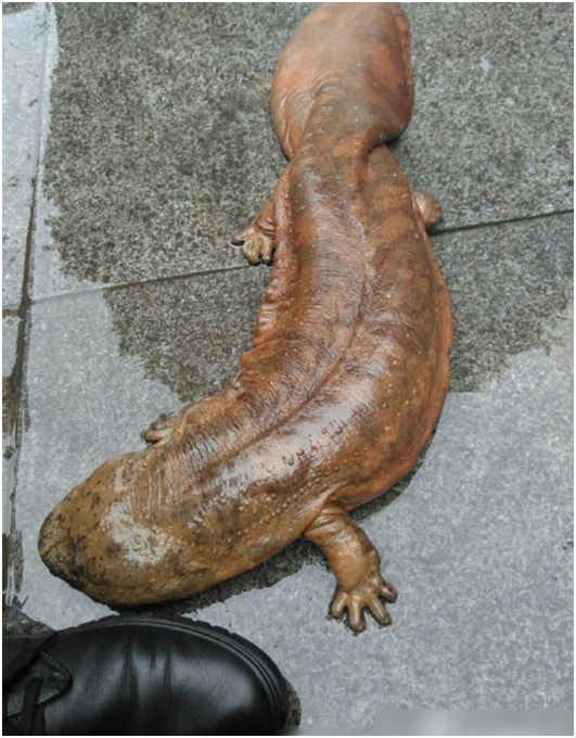 晨扫清洁工垃圾堆旁发现娃娃鱼,其来路让群众摸不着头脑