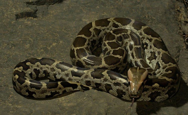 老汉放生了一条受伤怀孕的蟒蛇,七天后,整个村子变成了一片废墟