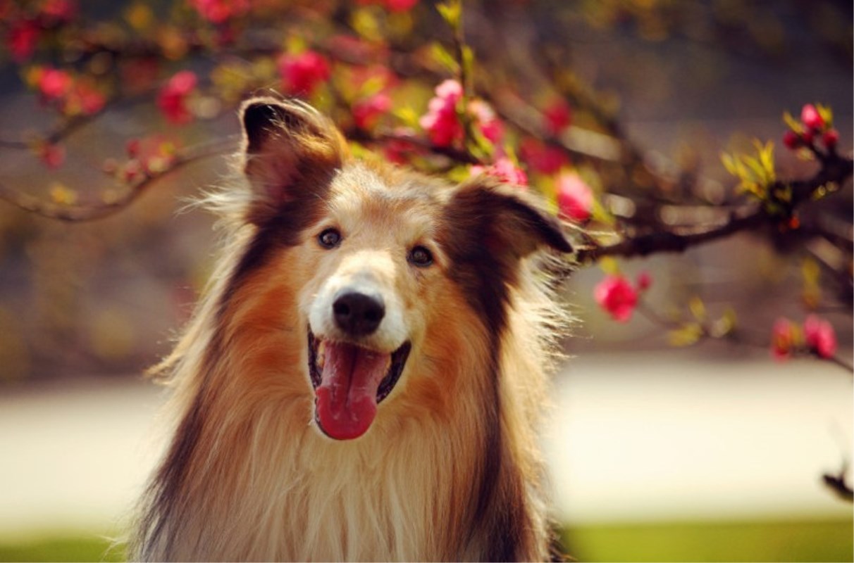 笑起来超治愈的6种狗狗,柴犬,金毛上榜,看看你家狗狗上榜没?