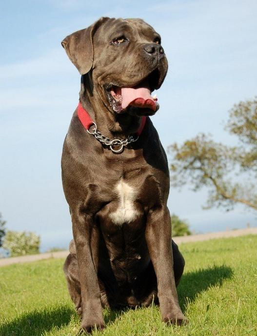 战斗力最强的3种猛犬,个个凶悍如黑曼巴!