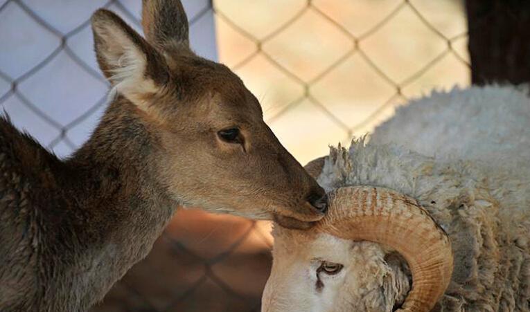 25张照片展现跨物种的爱棕熊和老虎当哥们组图