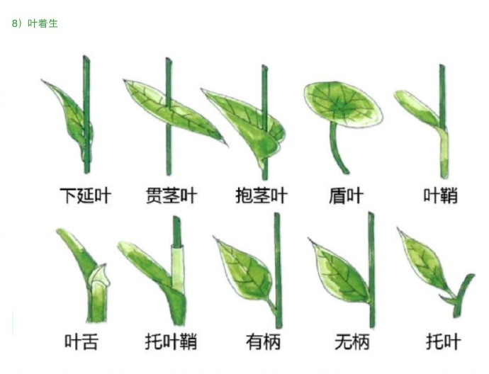 叶子 形态图解…|形态|叶子_新浪新闻