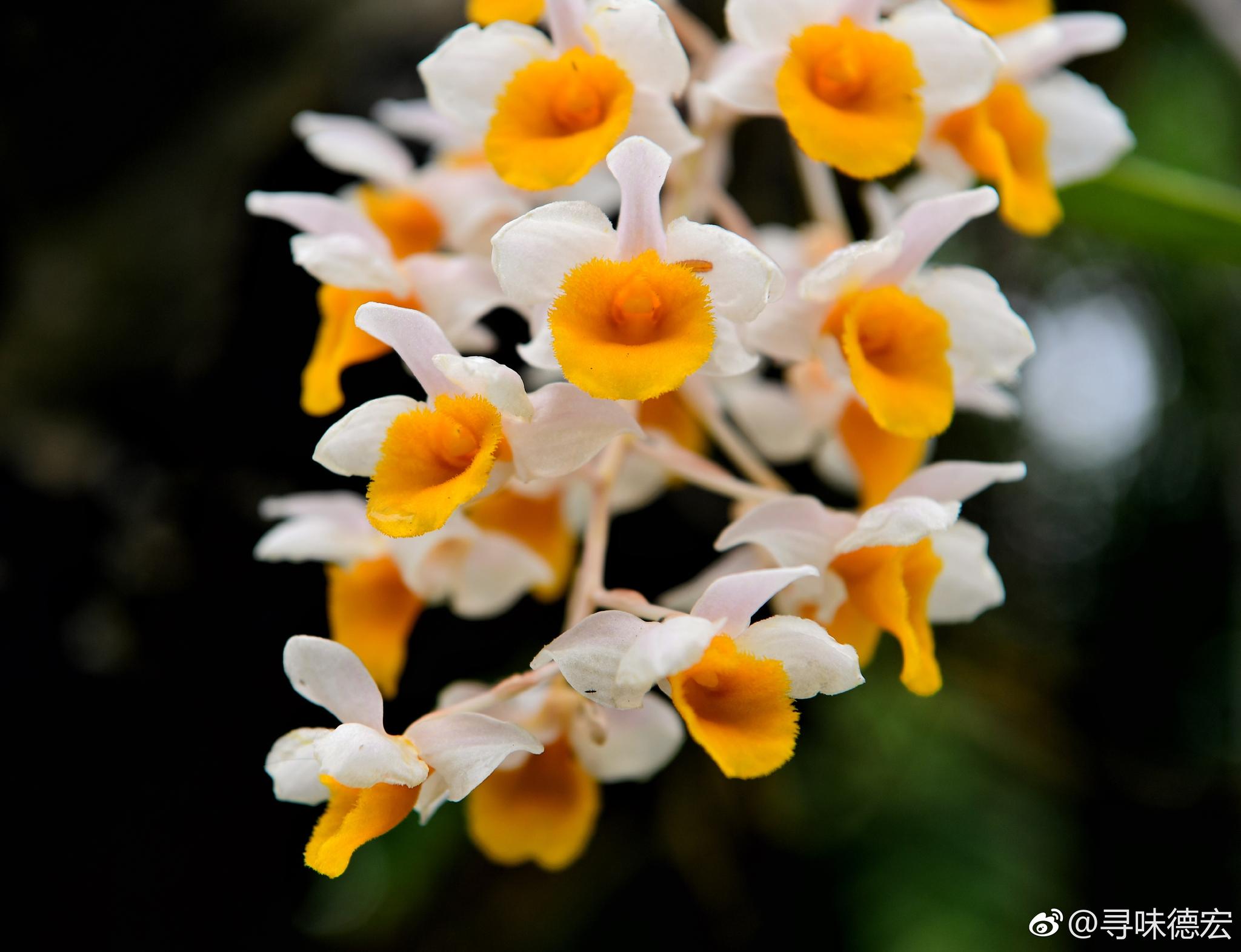 德宏那垂涎欲滴的石斛花