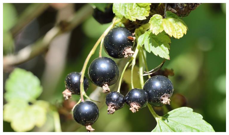 农村有一种黑色的小野果,它的用途却有这么多!