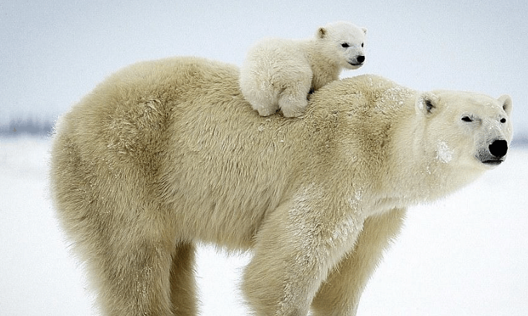 冬日温暖: 北极熊妈妈为三胞胎幼崽当"沙发", 动物界的母子情
