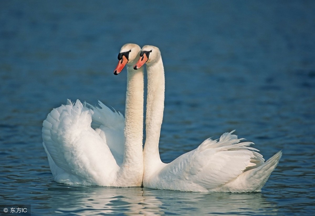 世界上对爱情最专一的9种动物对配偶从一而终