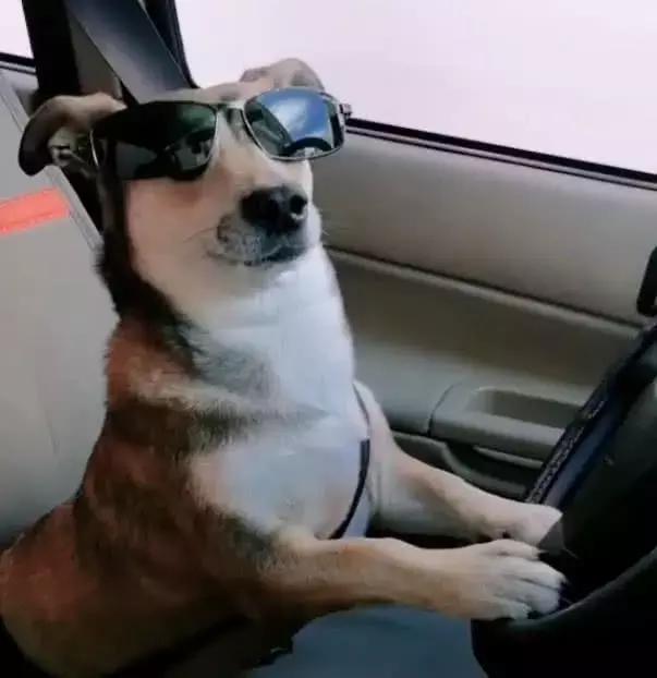 铲屎官教自家的狗子开车,这模样学的可认真了|狗子|主人|狗狗_新浪网