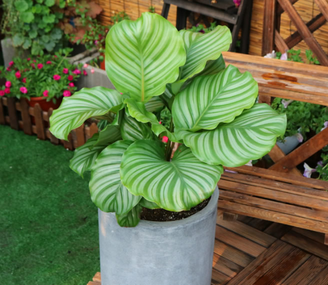 圆叶竹芋为竹芋科的多年生常绿草本植物,叶色清翠,适合做中型盆栽