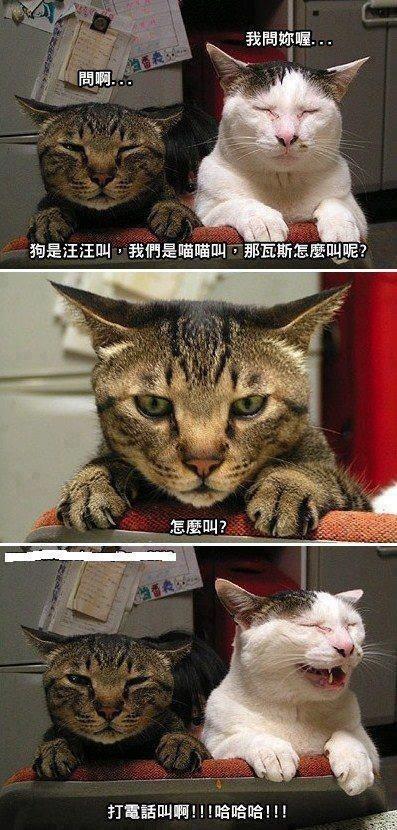 两只猫同步舔爪子,结果主人叫了一声后,它们的表情笑喷了!