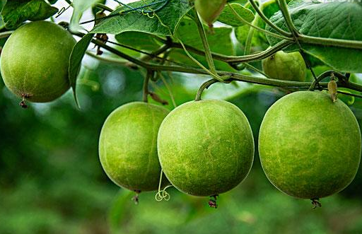 它被誉为"神仙果"具有杀菌消炎,抗癌,降血糖,降血脂的作用