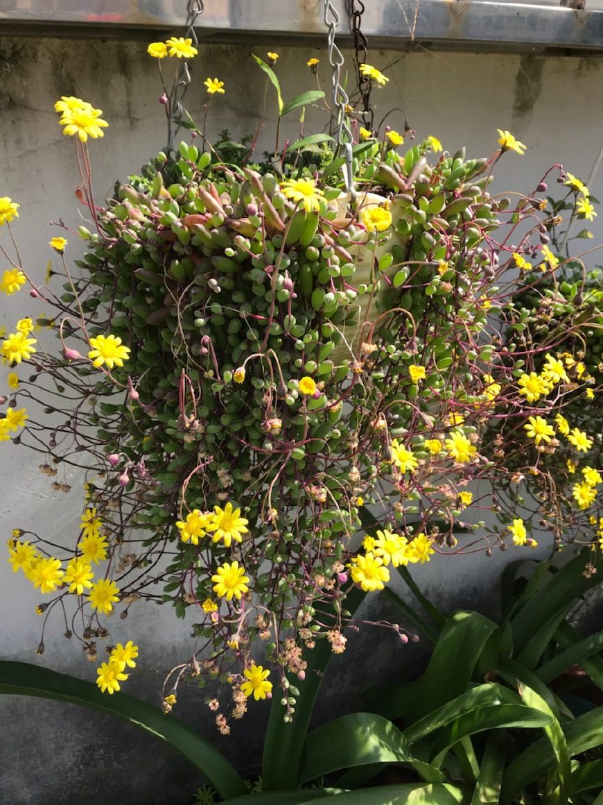 最好养的多肉植物比绿萝好养多季开花花叶俱美夏天也能养