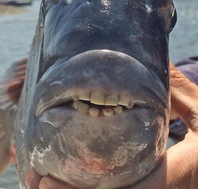 专家公布了一张长满人类牙齿的"怪鱼",引发网友热议