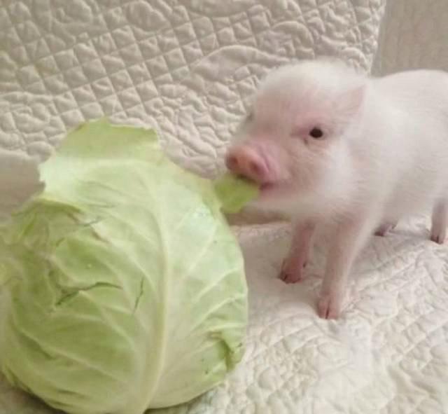 首先得假装自己有个尼康