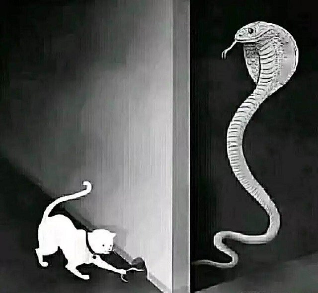 面试:看这幅猫抓蛇尾图你想到什么?第四个回答,老板一拍大腿!