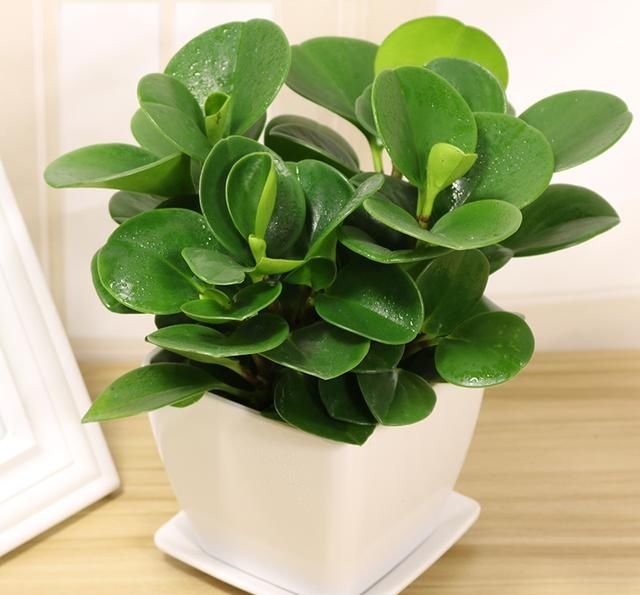 这8款绿植放在家里,不仅芳香四溢,更能有效去除甲醛!