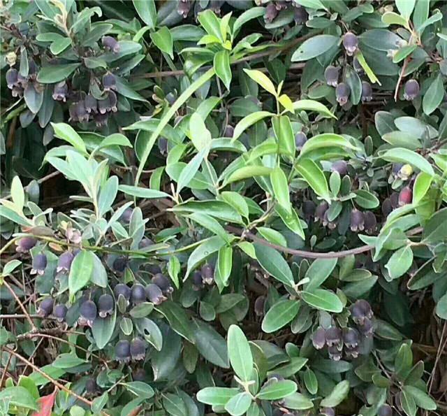 秋天里的捻子, 山上是成片成片的生长,有意思的是长捻子树的地方没有