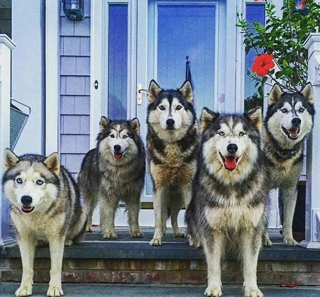 哈士奇:你问我?