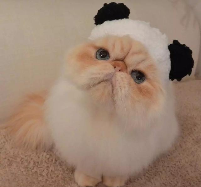 日本这只满脸写着"不开心"的小胖猫,却让网友大呼可爱!