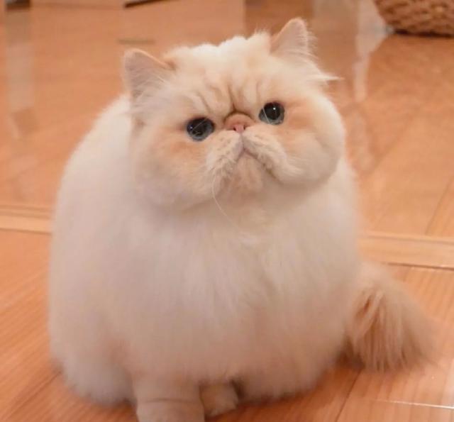 日本这只满脸写着"不开心"的小胖猫,却让网友大呼可爱!