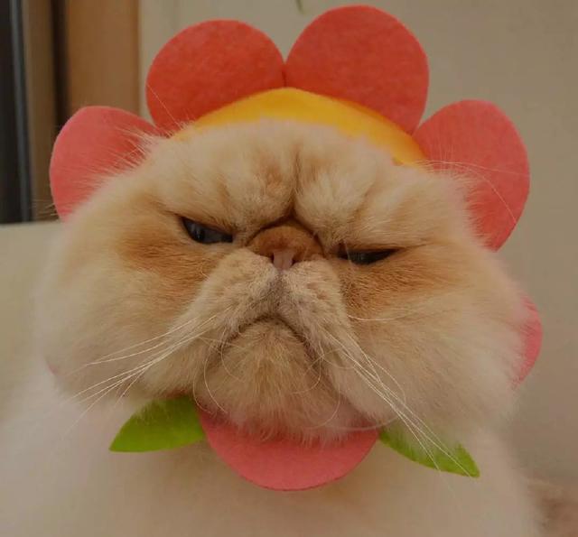 日本这只满脸写着"不开心"的小胖猫,却让网友大呼可爱!