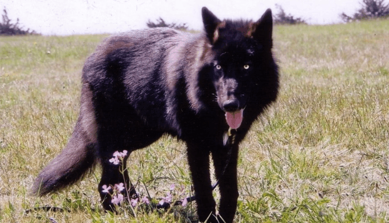 直击让人不寒而栗的狼群规则越看越害怕