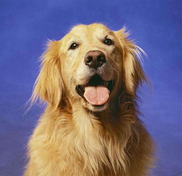 最不靠谱的两种狗一种是见谁跟谁走一种是跟谁都有仇