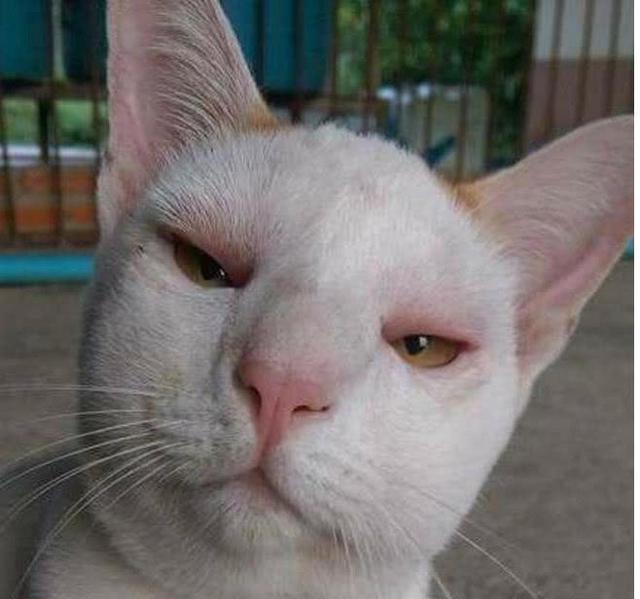 猫咪出去一趟后竟然肿着脸回来,主人看了之后,简直是爆笑不已