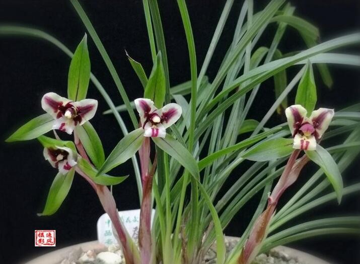 春兰虎蕊蝶开品,真不愧是蝶花中的佼佼者!