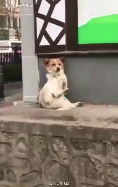 男生对女生的称呼从宝贝到二狗子的全过程,爱