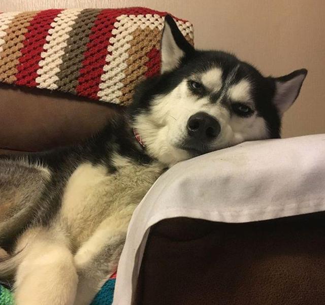 那个火遍朋友圈的单身狗结婚了这确定不是一部偶像剧吗