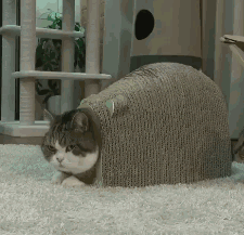 胖猫钻进磨爪器中被偷袭