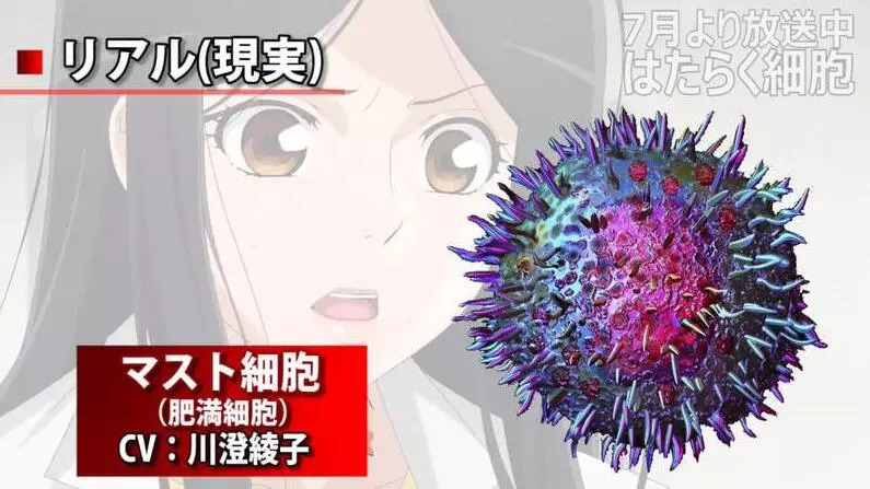 《工作细胞》现实版和动画版对照:肥大细胞毛茸茸,红血球可爱!