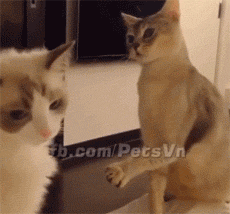 猫打架动态图表情包图片