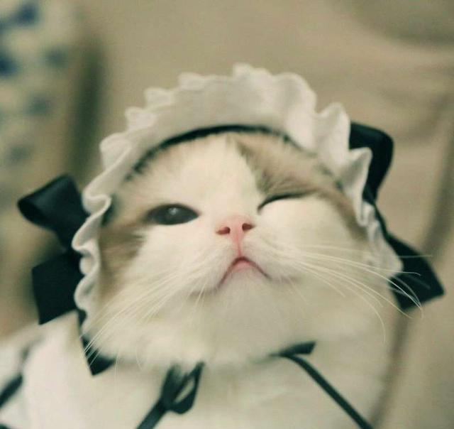 这么可爱一定是男孩子猫女仆表情瞬间萌翻一票网友