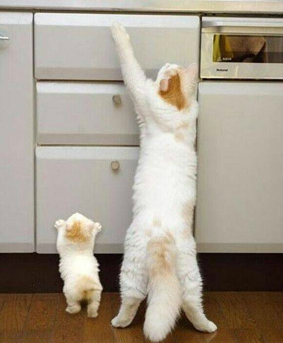 这只小猫模仿的真的是像啊,6张超萌超逗搞笑猫咪图集,萌炸