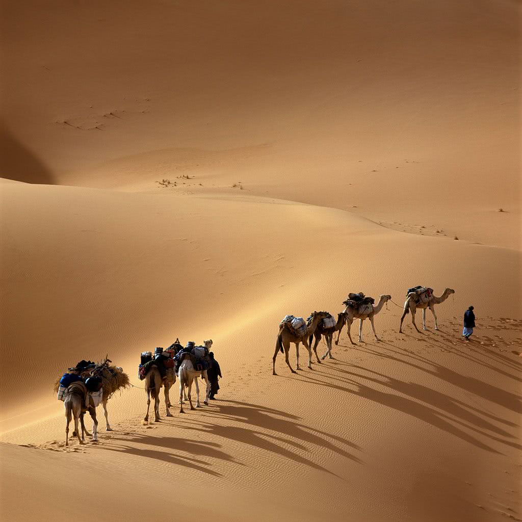 "它在沙漠里8天不喝水半月不吃食也不会渴死饿死,无人能敌"