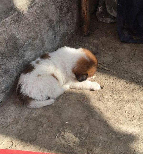 花白小狗狗被熊孩子狠踹,蹲在角落一脸委屈,心疼得立马收养它