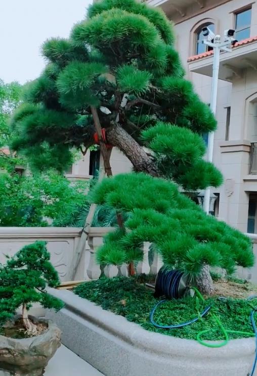 屋前养棵大“黑松”,表明自己是“富翁”?网友:这是豪宅标配!|黑松|富翁|豪宅_新浪新闻