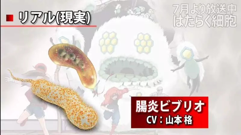 《工作细胞》现实版和动画版对照:肥大细胞毛茸茸,红血球可爱!