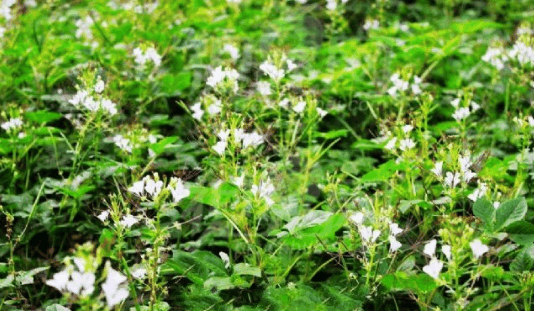 旅游途中 深深的爱上了这道菜 很多人不会做这道菜