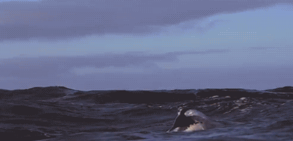 570_275gif 动态图 动图