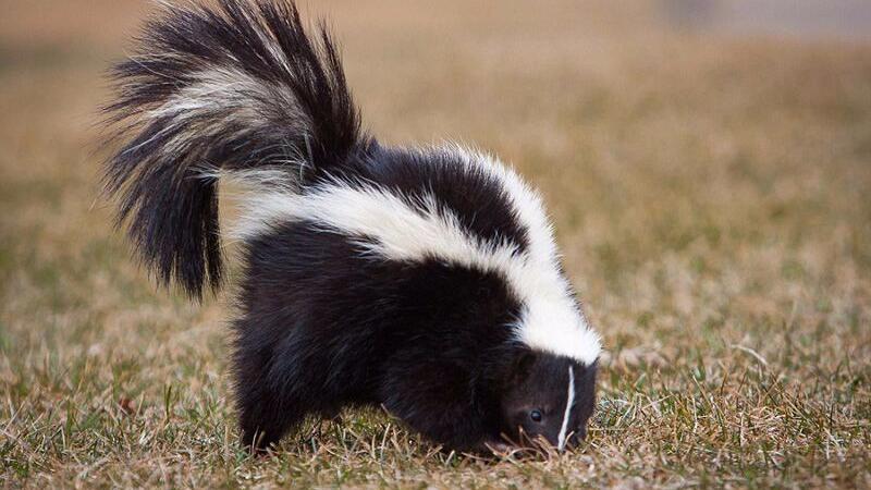 臭鼬的屁到底有多臭?它被称为放屁最臭的生物,隔着屏幕都能闻到