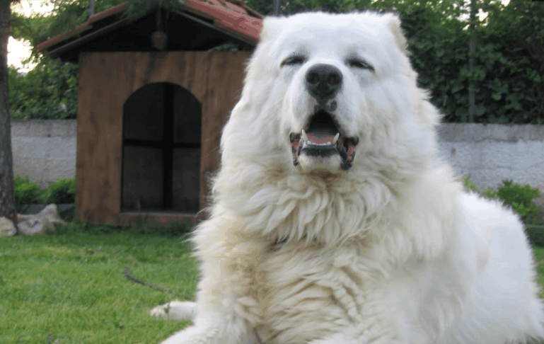 图为一只高加索牧羊犬,这也是迄今为止发现的唯一一种敢直接跟狼斗的