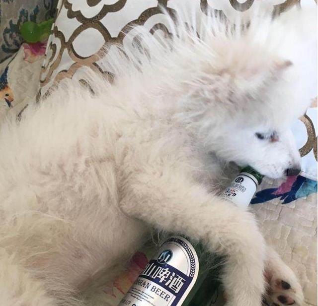 萨摩耶叼起酒瓶就喝,喝完酒后若无其事,这八成是只有故事的狗!