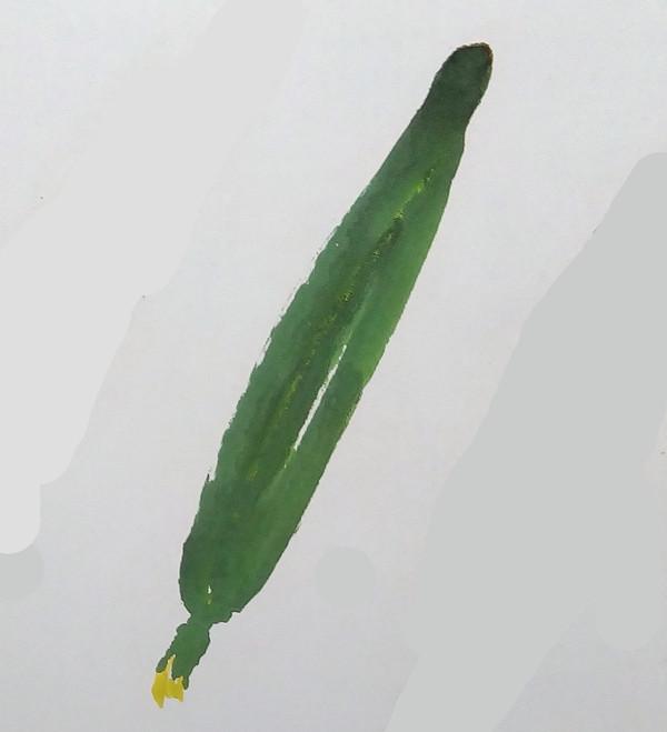 中国画入门黄瓜的水墨画法